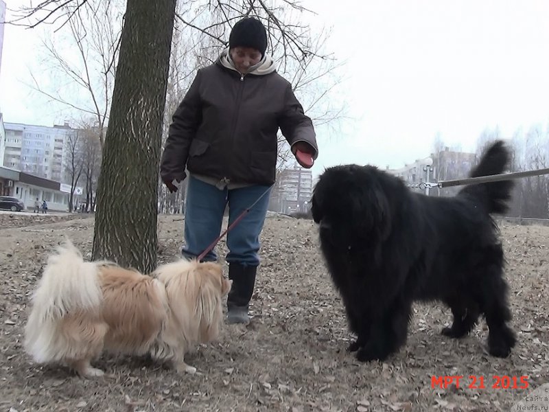 Фото: ньюфаундленд Angelo Orso Sirius (Анджело Орсо Сириус)