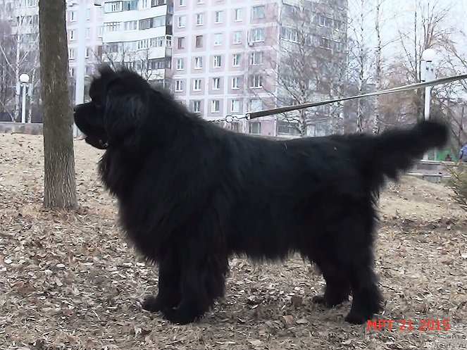 Фото: ньюфаундленд Angelo Orso Sirius (Анджело Орсо Сириус)