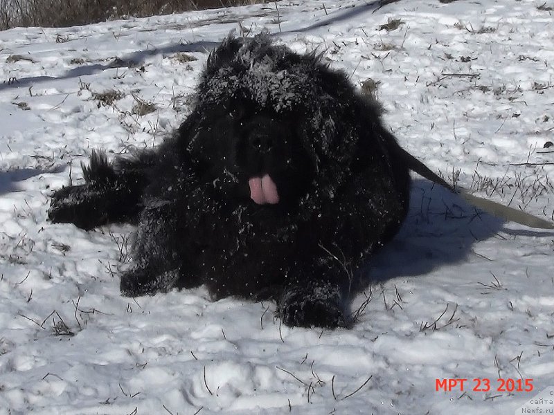 Фото: ньюфаундленд Angelo Orso Sirius (Анджело Орсо Сириус)