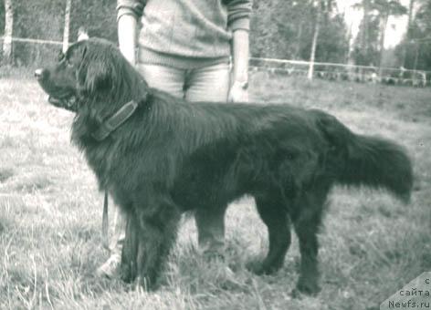 Фото: ньюфаундленд Feyman SHarp (Фейман Шарп)