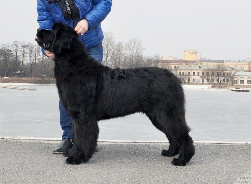Фото: ньюфаундленд Jonathan Poursmigar iz Volotova