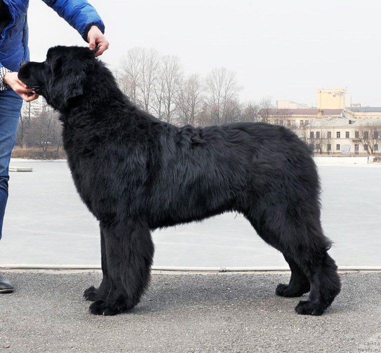Фото: ньюфаундленд Jonathan Poursmigar iz Volotova