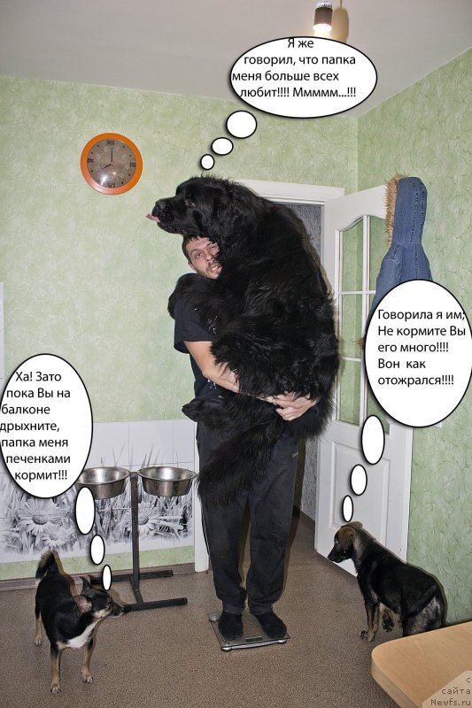 Фото: Филимон, Andrey Volkov (Андрей Волков), ньюфаундленд L'vinoe Serdce (Львиное Сердце), Дульсинея