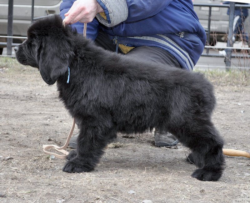 Фотография № 178109