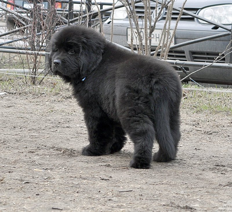 Фото: Бегущая по Волнам Блуе Канари