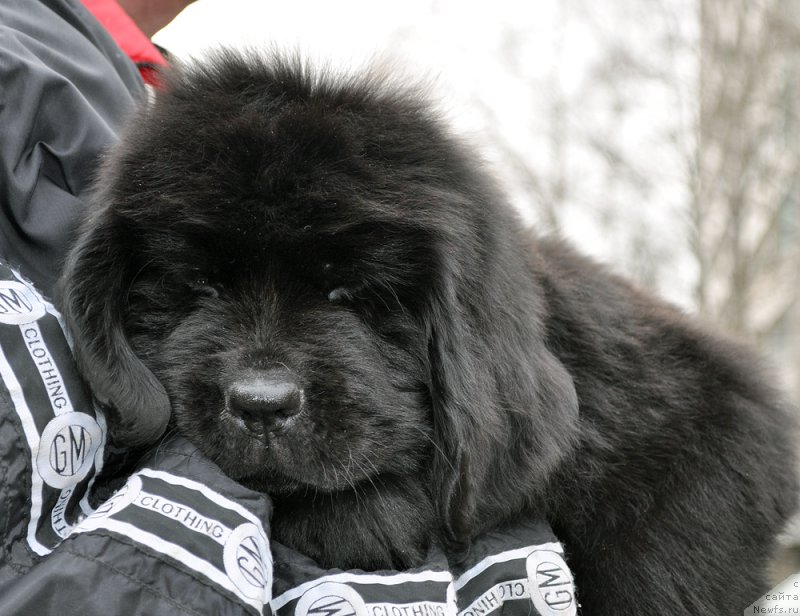 Фотография № 178112