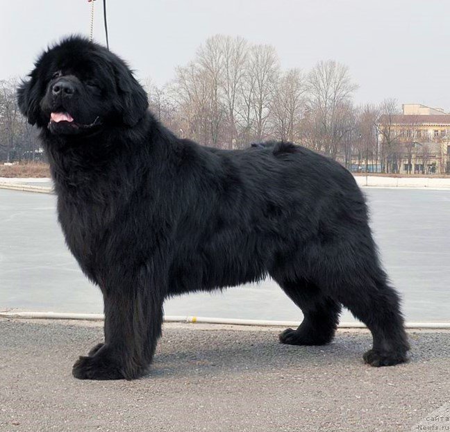 Фото: ньюфаундленд Kalina Krasnaya iz Antagrada (Калина Красная из Антаграда)