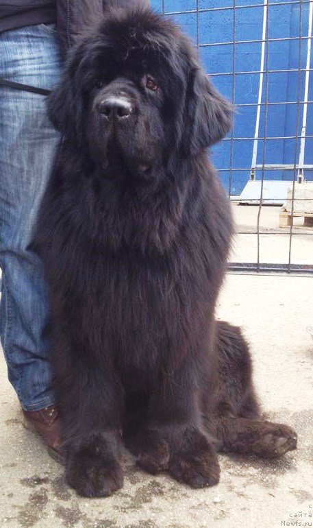 Фото: ньюфаундленд Kalina Krasnaya iz Antagrada (Калина Красная из Антаграда)