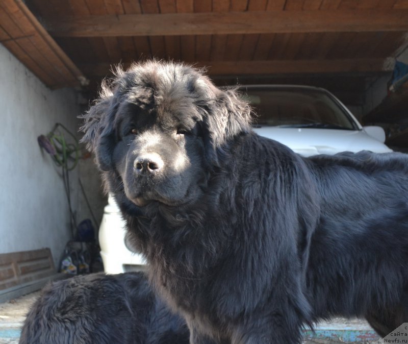 Фото: ньюфаундленд Talisman Morya Magiya Voln (Талисман Моря Магия Волн)