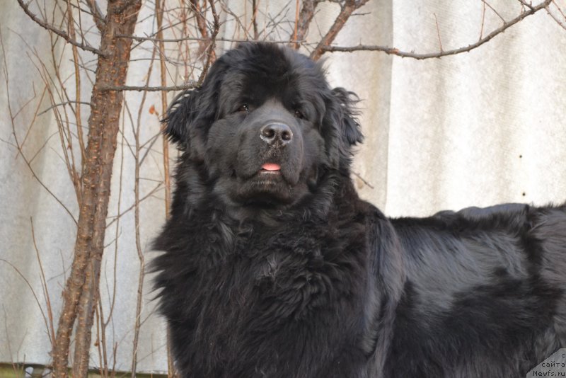 Фото: ньюфаундленд Talisman Morya Magiya Voln (Талисман Моря Магия Волн)