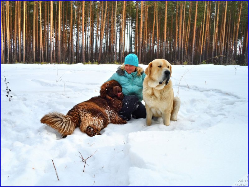 Фото: ньюфаундленд Brownblood MSK Hakim Gold Haydar (Браунблад МСК Хаким Голд Хайдар), Lena Zyirina (Лена Зырина), ФРАНКО
