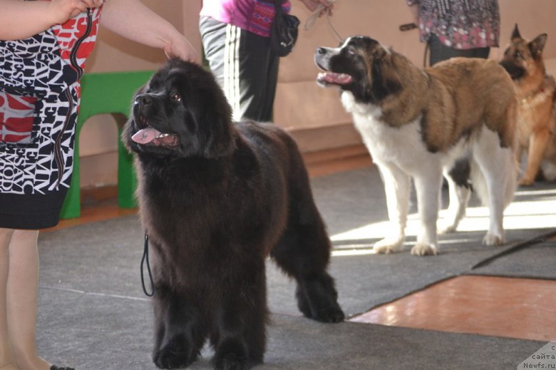 Фото: ньюфаундленд Mnogolikaya Boginya Manifik (Многоликая Богиня Манифик)