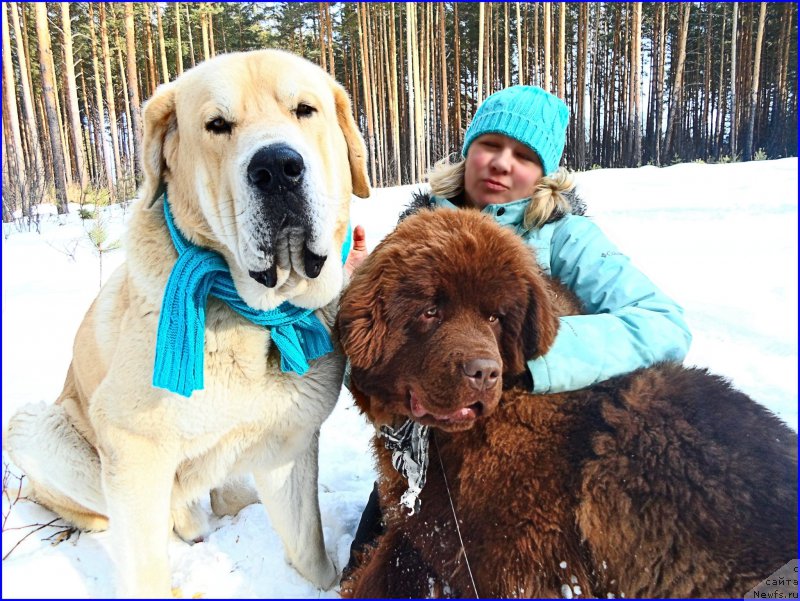 Фото: ньюфаундленд Brownblood MSK Hakim Gold Haydar (Браунблад МСК Хаким Голд Хайдар), Lena Zyirina (Лена Зырина), ФРАНКО