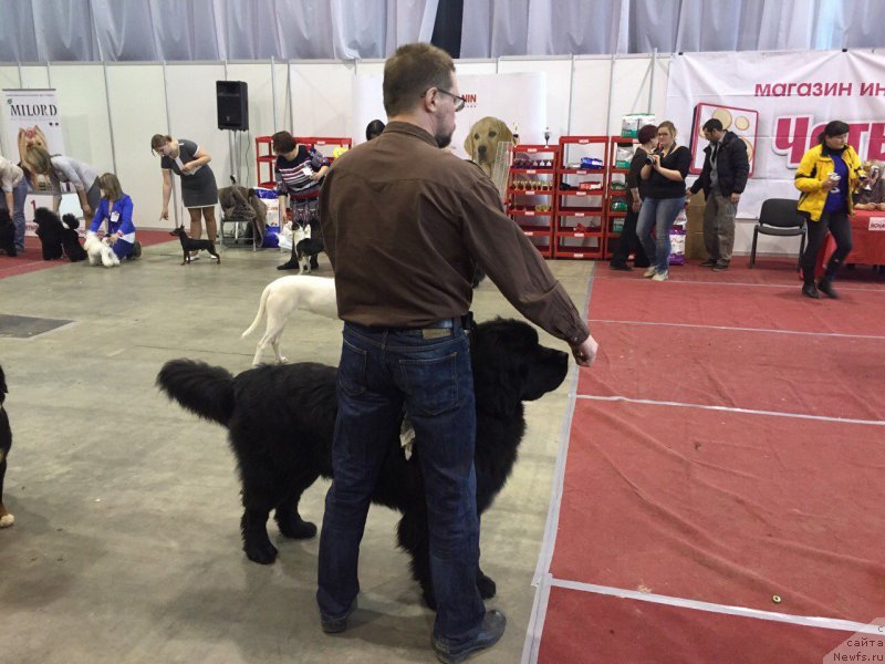 Фото: ньюфаундленд Begushaya po Volnam Choice of Fibonacci (Бегущая по Волнам Чойс оф Фибоначчи), Anton Pechorin (Антон Печорин)