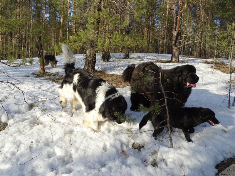 Фото: ньюфаундленд CHernyiy SHarm Vellington (Черный Шарм Веллингтон), ньюфаундленд Baryishnya (Барышня)