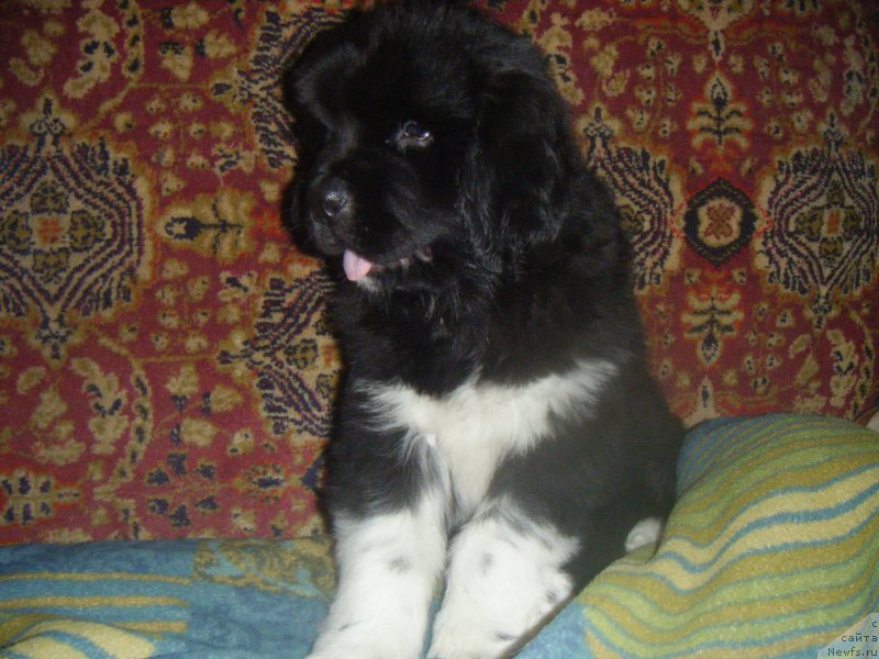 Фото: ньюфаундленд Freja From Kyiv Super Mishka