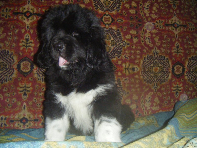 Фото: ньюфаундленд Freja From Kyiv Super Mishka