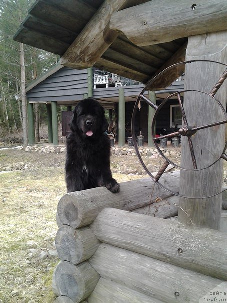 Фото: ньюфаундленд Piternyuf Mont Blanc (Питерньюф Монт Бланк)