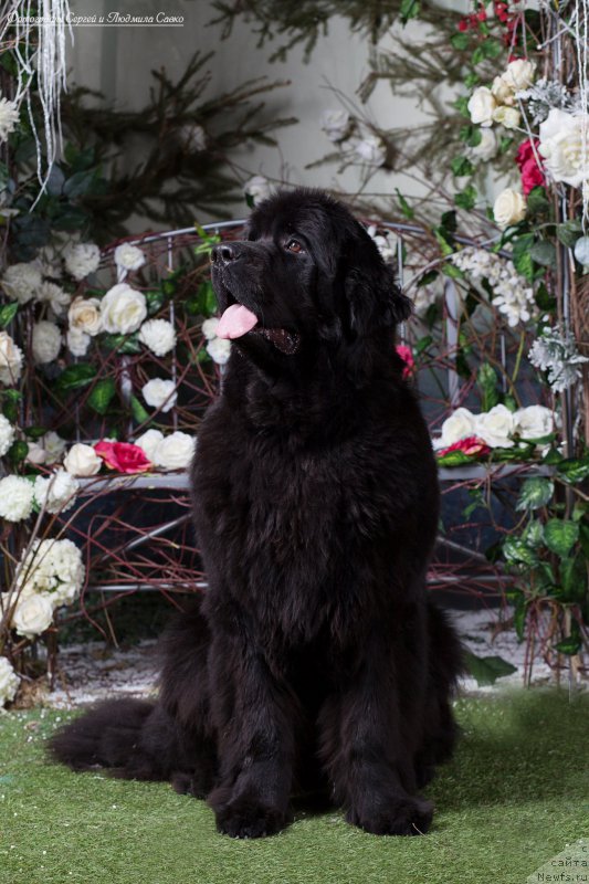 Фото: ньюфаундленд Beguschaya po Volnam Ring of Fire (Бегущая по Волнам Ринг оф Фире)