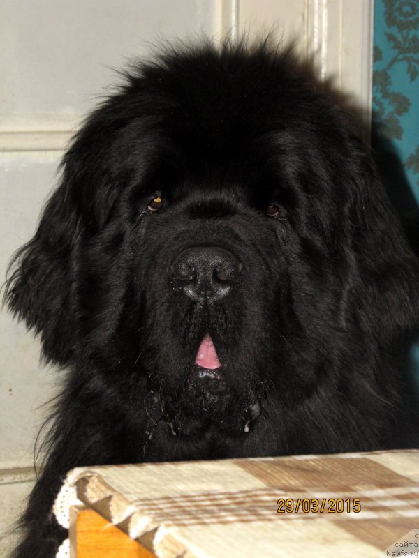 Фото: ньюфаундленд Aquatoriya Kelvin Flash Royal (Акватория Келвин Флэш Ройал)