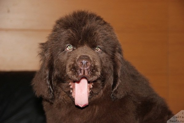 Фото: сын, ньюфаундленд Obush SHed YAntarnyiy Poceluy (Обуш Шед Янтарный Поцелуй)