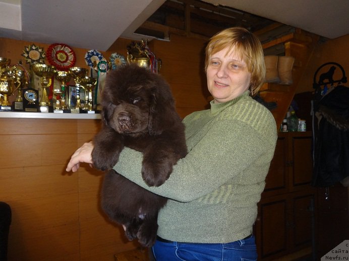 Фото: сын, ньюфаундленд Obush SHed YAntarnyiy Poceluy (Обуш Шед Янтарный Поцелуй), Svetlana Panchenko (Светлана Панченко)