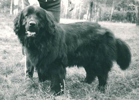 Фото: ньюфаундленд Gitsag Tessi (Гитсаг Тесси)