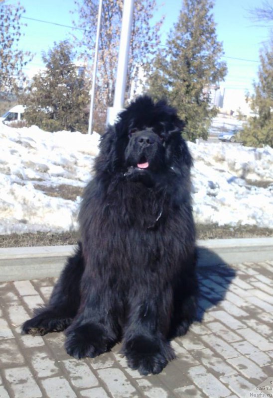 Фото: ньюфаундленд N'yufort SHum Priboya (Ньюфорт Шум Прибоя)