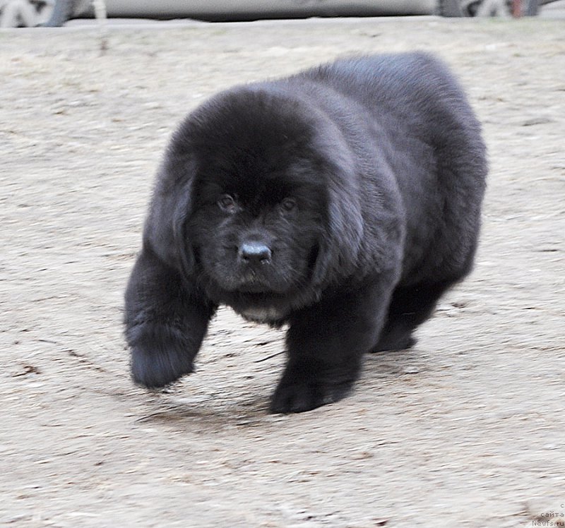 Фотография № 178219