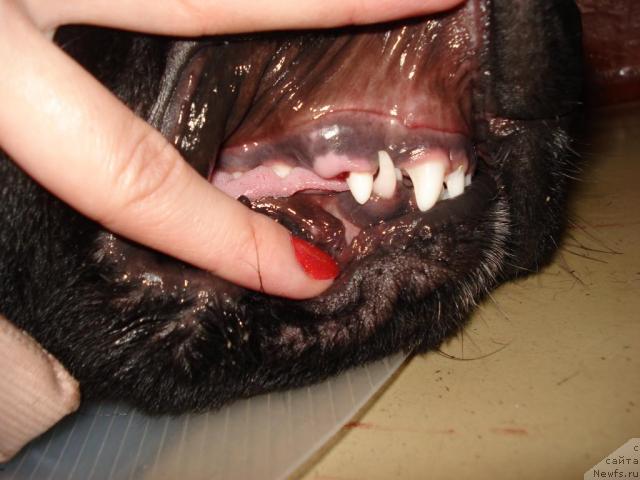 Фотография № 17822