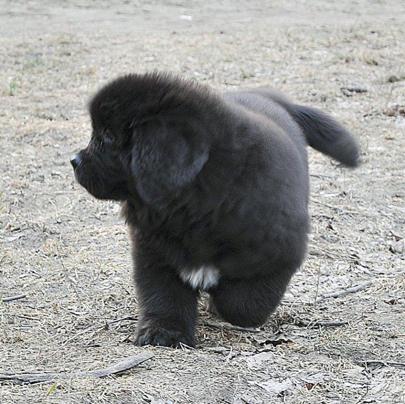 Фото: Бегущая по Волнам Блоссом