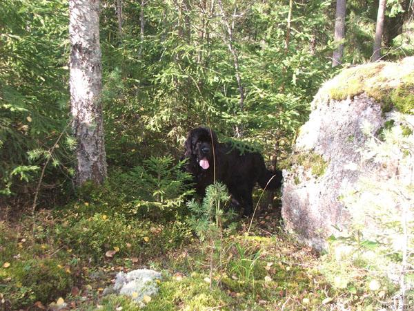Фото: ньюфаундленд Plushevaya Panda King of Helluland (Плюшевая Панда Кинг Оф Хеллуланд)