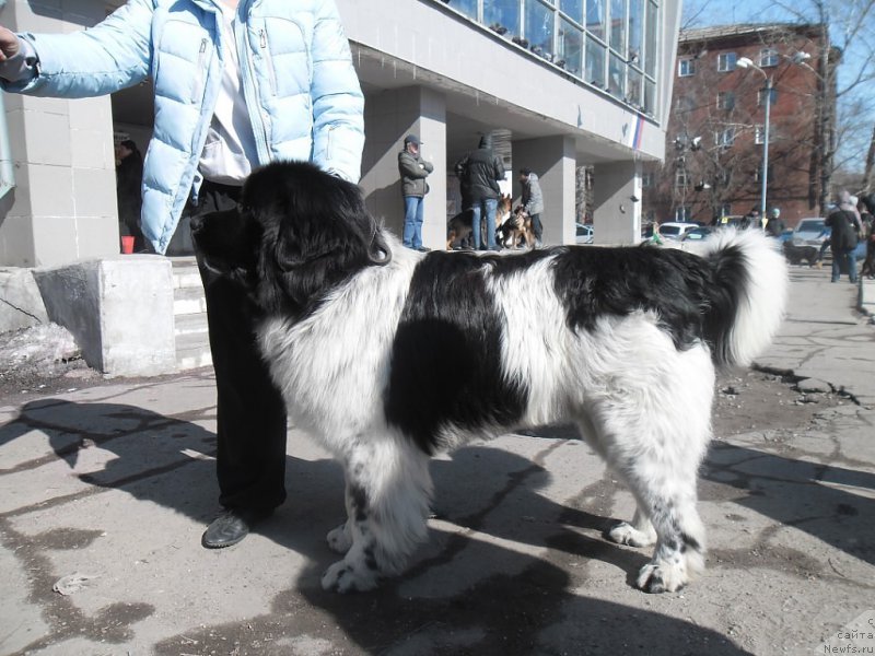 Фото: ньюфаундленд Vargas de la Massa Armando (Варгас Де Ла Масса Армандо)