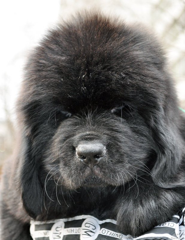 Фотография № 178232