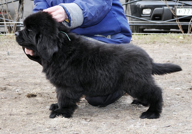 Фотография № 178234