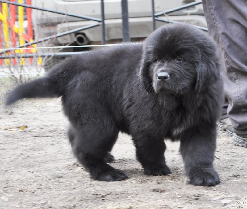 Фотография № 178235