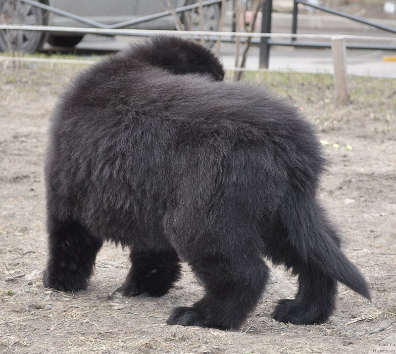 Фотография № 178236