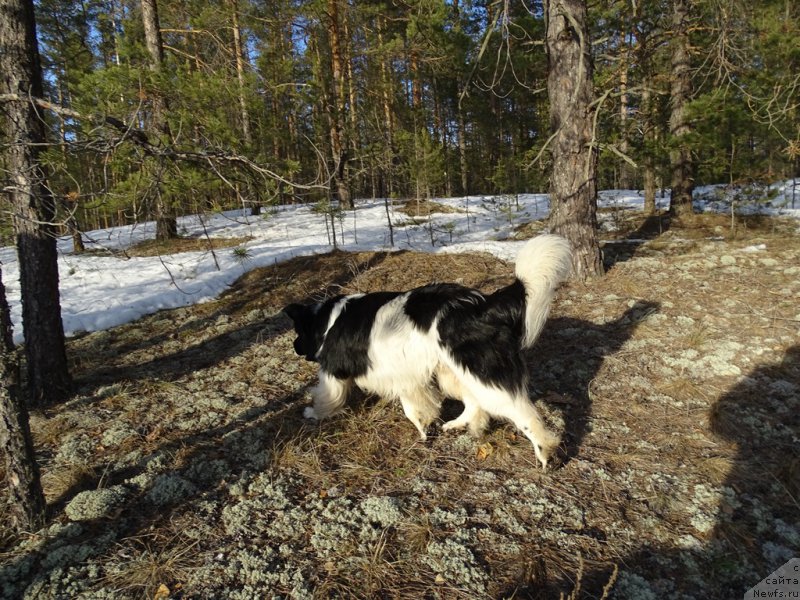 Фото: ньюфаундленд CHernyiy SHarm Vellington (Черный Шарм Веллингтон)