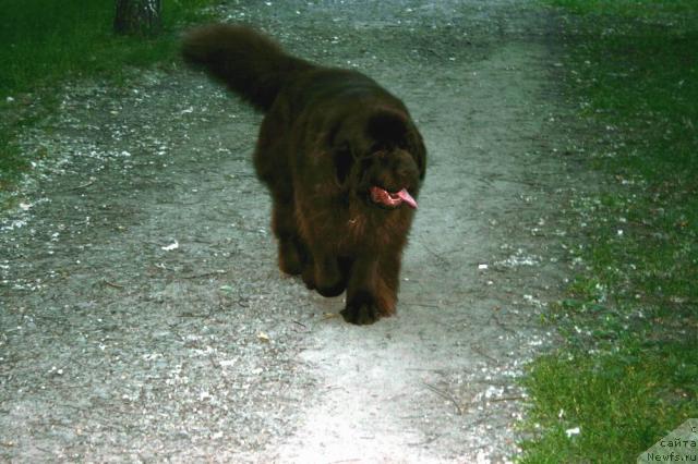 Фото: ньюфаундленд Super Premium Brabus (Супер Премиум Брабус)