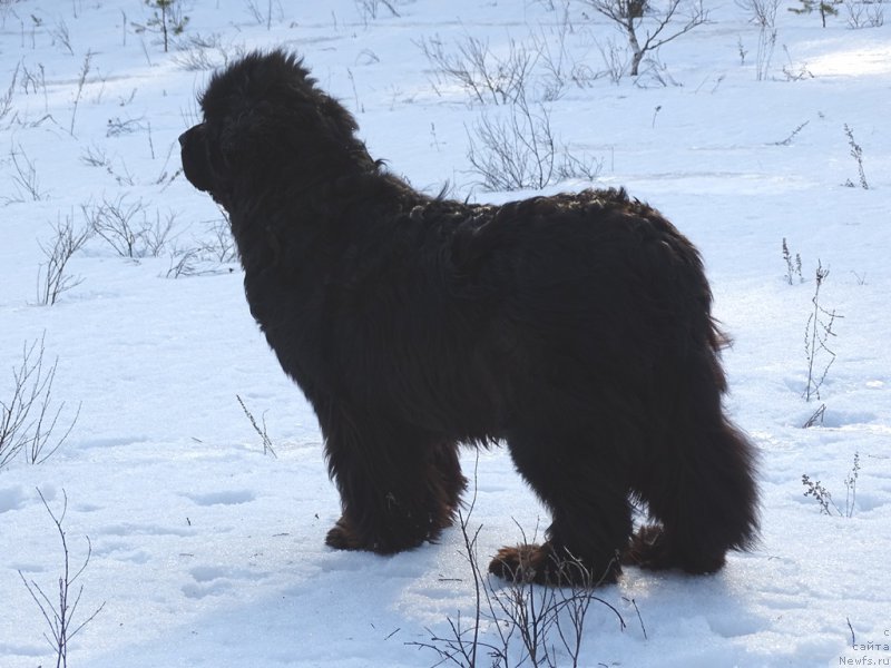 Фото: ньюфаундленд Akin Soul Sofiya (Акин Соул София)