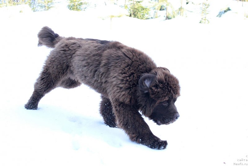 Фото: ньюфаундленд Naomi Tagoliri for Brouwnblood (Наоми Таголири фор Браунблад)