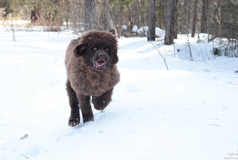 Фото: ньюфаундленд Naomi Tagoliri for Brouwnblood (Наоми Таголири фор Браунблад)