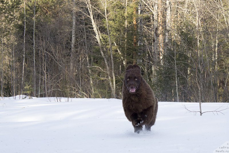 Фото: ньюфаундленд Naomi Tagoliri for Brouwnblood (Наоми Таголири фор Браунблад)