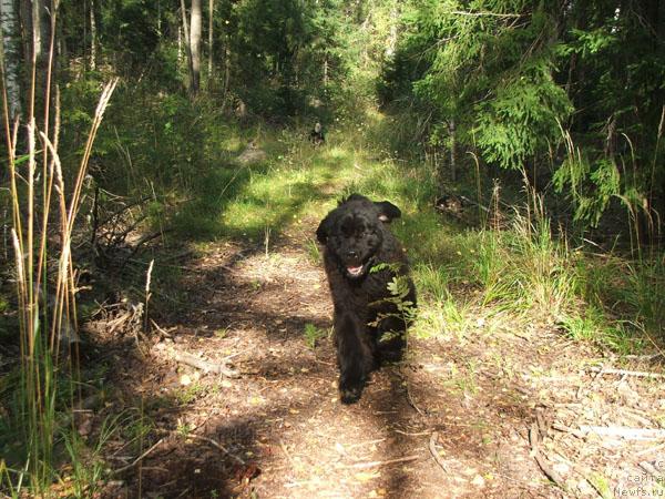 Фото: ньюфаундленд Plushevaya Panda King of Helluland (Плюшевая Панда Кинг Оф Хеллуланд)