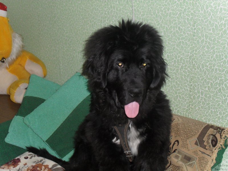 Фото: ньюфаундленд Lionel' (Лионель)