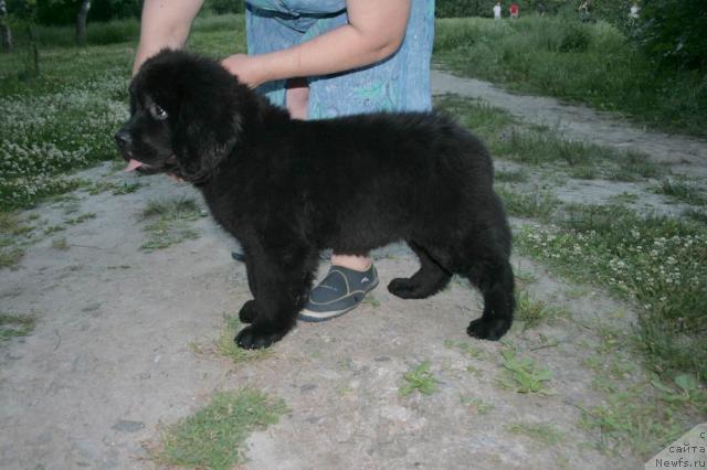 Фото: ньюфаундленд Betti Blistatel'naya CHernaya Ledi (Бетти Блистательная Черная Леди)