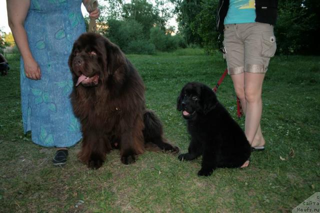 Фото: ньюфаундленд Super Premium Brabus (Супер Премиум Брабус), ньюфаундленд Betti Blistatel'naya CHernaya Ledi (Бетти Блистательная Черная Леди)