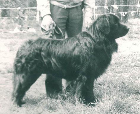 Фото: ньюфаундленд Antey Bim (Антей Бим)