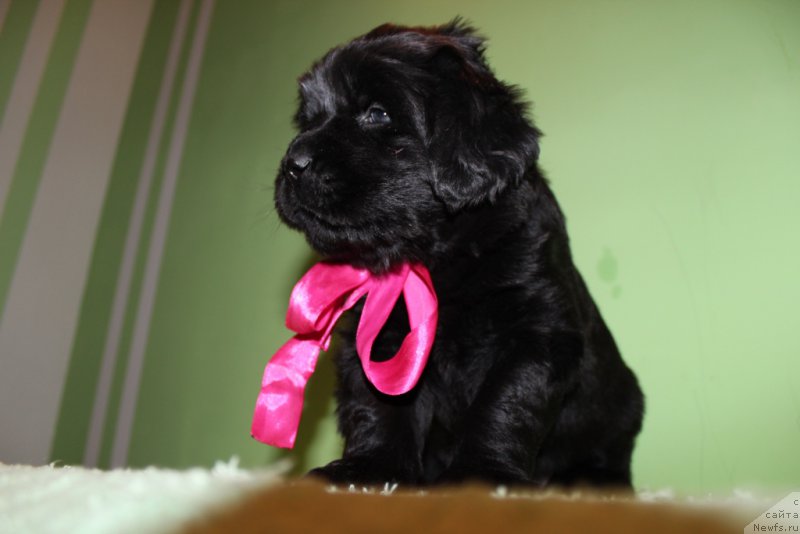 Фото: ньюфаундленд Celisiya Krasa (Целисия Краса)