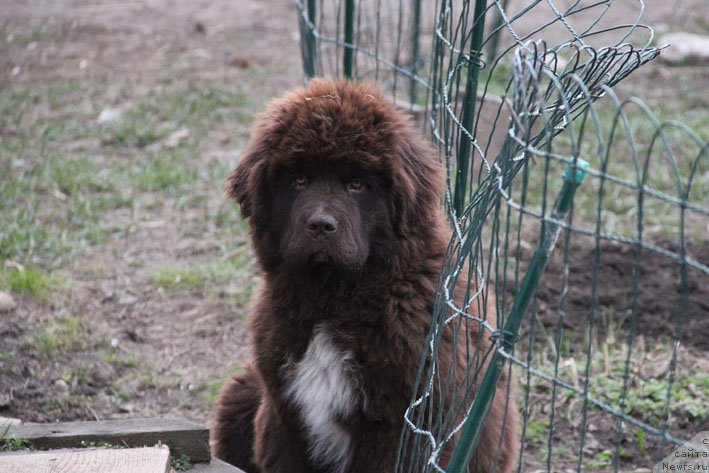 Фото: ньюфаундленд Gospozha Udacha s Berega Dona (Госпожа Удача с Берега Дона)